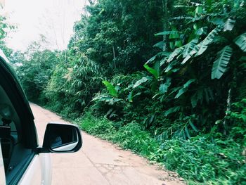 Car on tree against sky