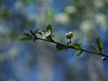 Close-up of flowering plant