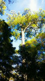 Low angle view of trees against sky