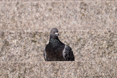 Close-up of pigeon perching on steps