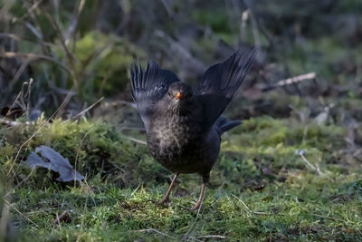 Close-up of bird flying over land