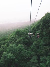 Overhead cable car in forest