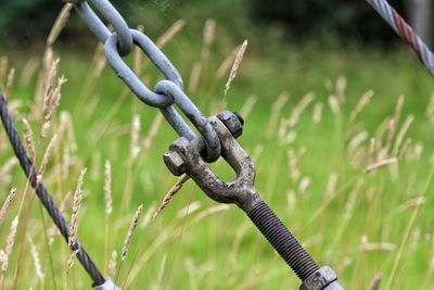 Close-up of metallic chain by wheat stalks