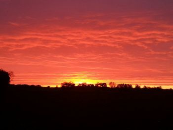 Silhouette of trees at sunset