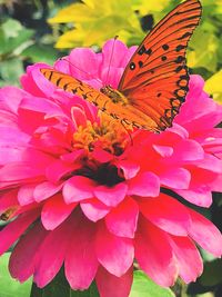 Close-up of butterfly on pink flower