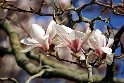 Close-up of magnolia blossoms