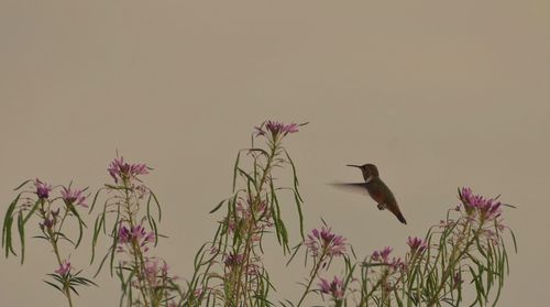 Low angle view of bird perching on plant against sky