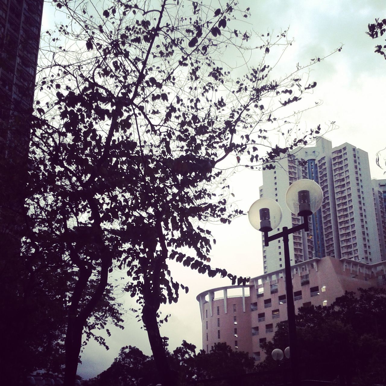 building exterior, architecture, built structure, low angle view, tree, city, branch, skyscraper, sky, tall - high, tower, growth, building, office building, modern, bare tree, no people, outdoors, city life, day