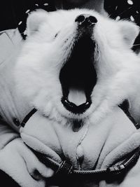 animal themes