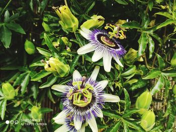 Close-up of purple flowering plant