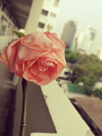 Close-up of rose blooming outdoors