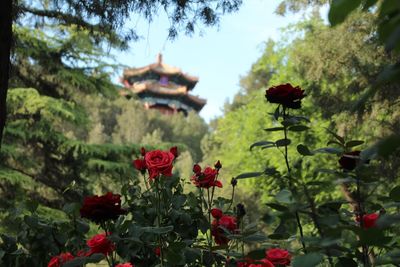 Close-up of red flowers blooming in garden