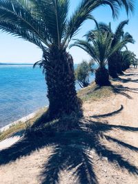 Palm tree by sea against sky