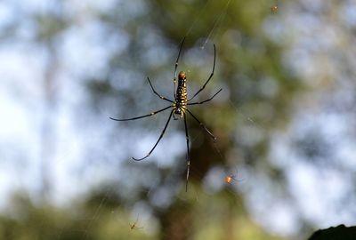 Close-up of spider on web