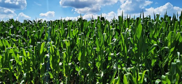 Crops growing on field against sky