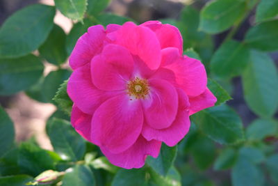 Close-up of pink flowering plant