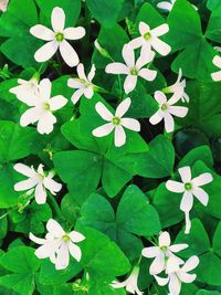 High angle view of white flowering plants