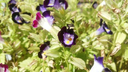 Close-up of purple crocus blooming outdoors