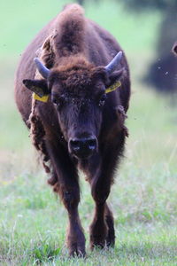 Close-up of an animal
