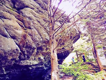 Low angle view of trees