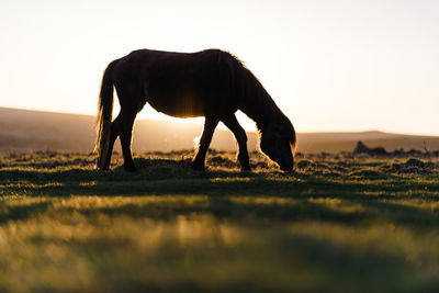 Horse grazing on field