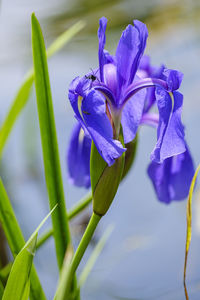 Blue flag to bloom in the waterside