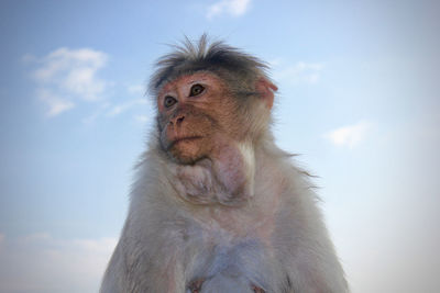 Close-up portrait of monkey against sky