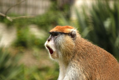 Close-up of monkey