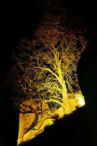 Low angle view of illuminated tree at night