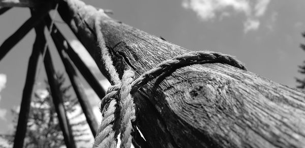 Close-up of rope tied to tree trunk