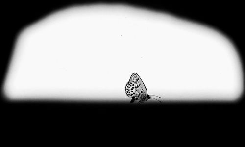 Close-up of butterfly on leaf