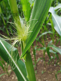 Close-up of insect on plant