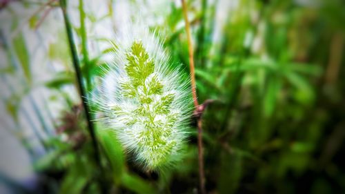 Close-up of plant against blurred background