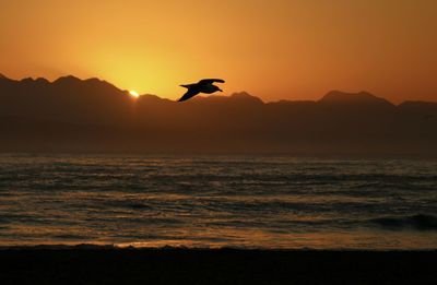 Silhouette bird flying over sea against sky during sunset