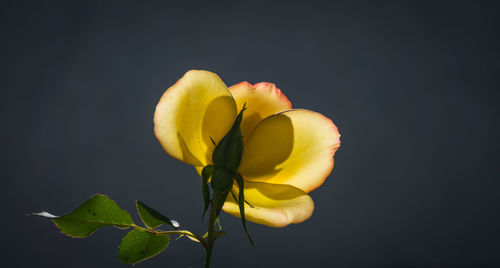 Close-up of yellow flower against black background