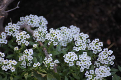 Close-up of white flowering plants