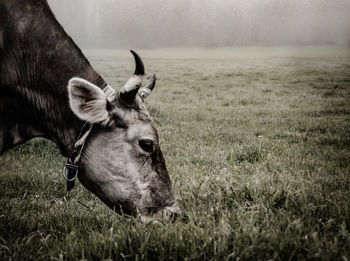 Horse in a field