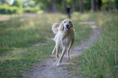 Dog running on field