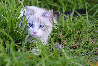 Portrait of cat in grass