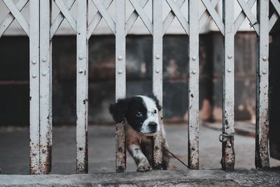 Puppy looking away amidst metal gate