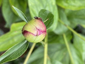 Close-up of insect on plant