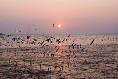 Flock of birds flying over sea