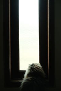 Cat looking through window at home