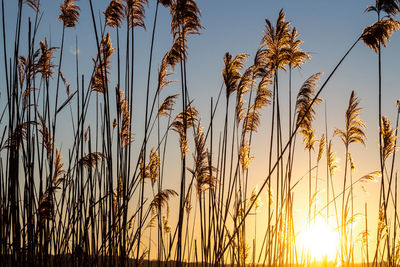 Close-up of stalks against sunset sky