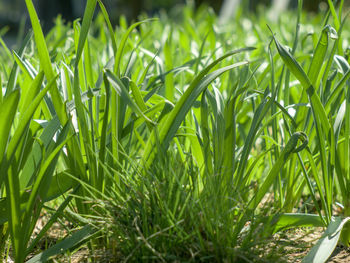 Close-up of fresh green grass in field