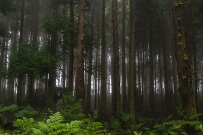 Trees in forest