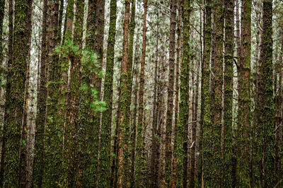 Pine trees in forest