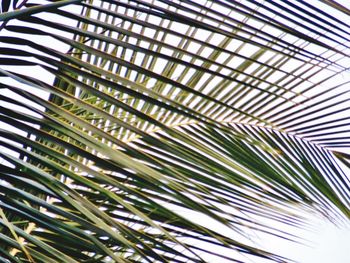 Close-up of palm tree leaves