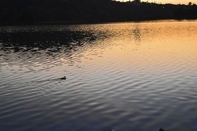 Birds swimming in lake