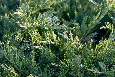 Full frame shot of plants